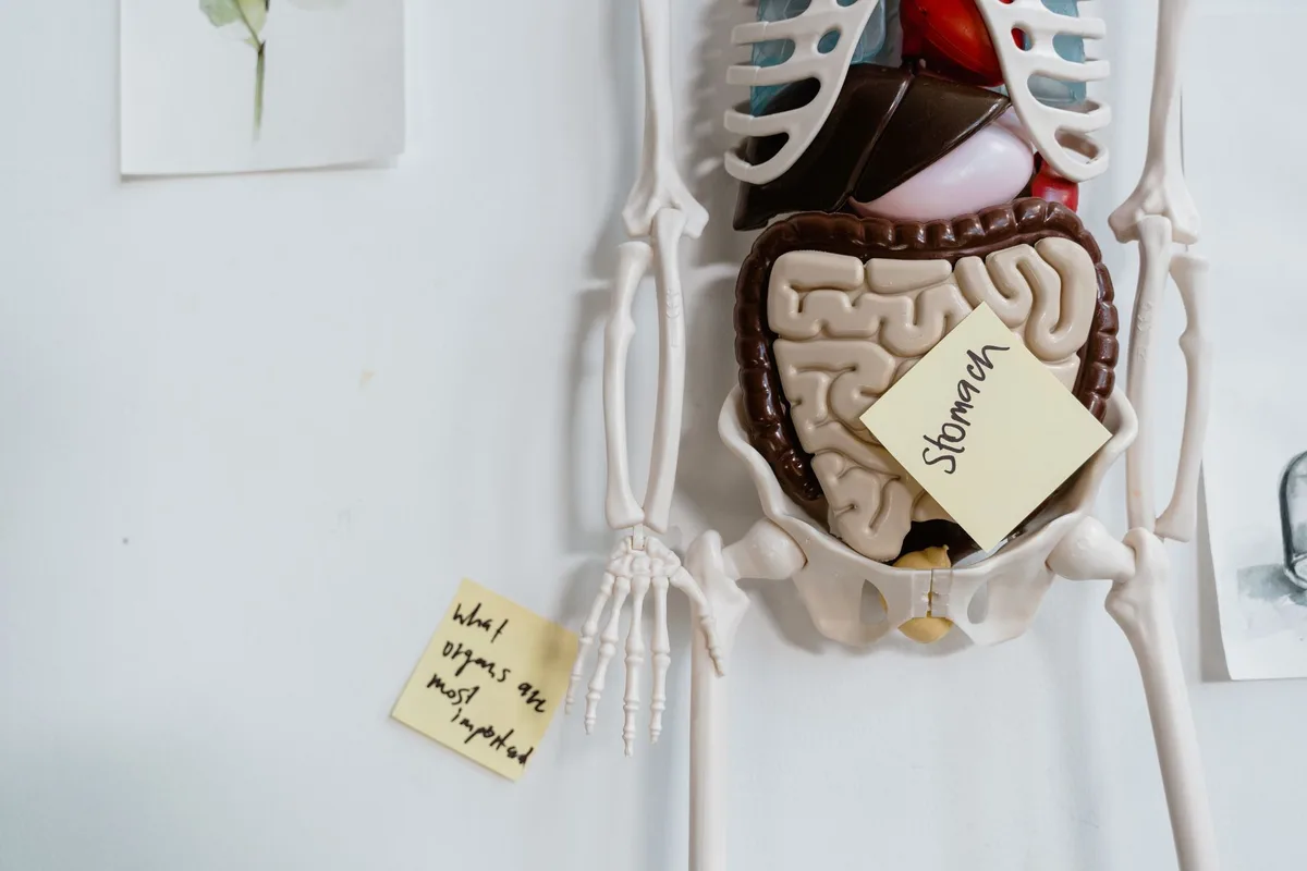 autonomic nervous system parasympathetic diagram
